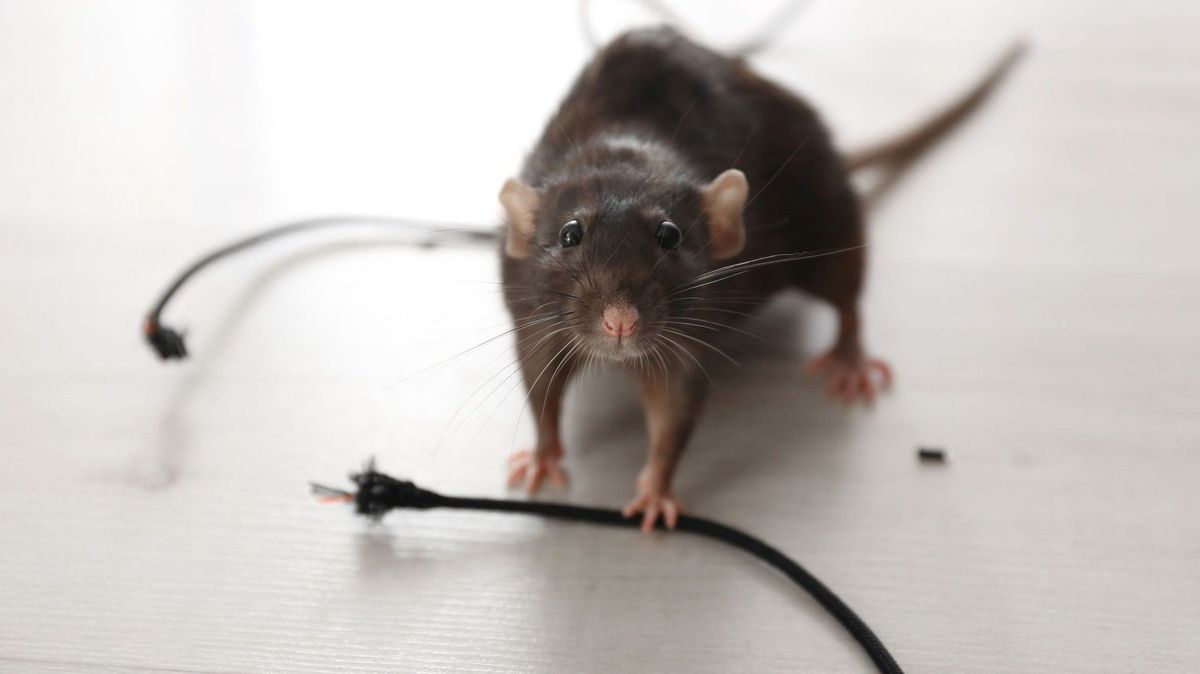 Myš zastavila na Nový rok v Rakousku lanovku